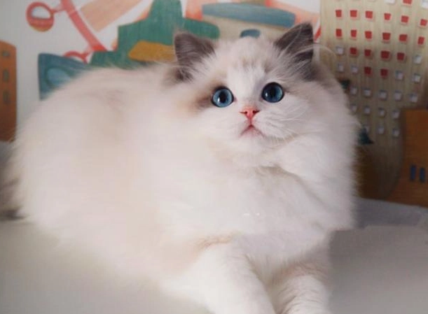 藍雙色 布偶貓 價格 藍雙色 布偶貓 價格