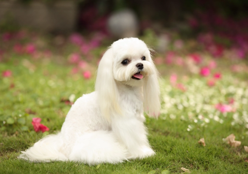 馬爾濟斯標準體重