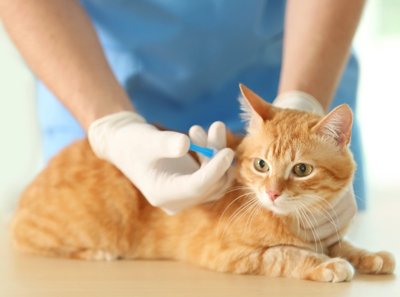 貓疫苗施打時間 貓疫苗施打時間