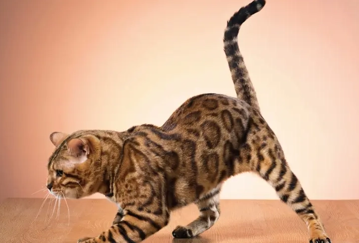 貓咪尾巴左右擺動