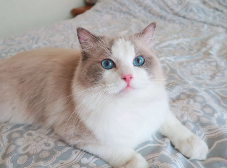 藍雙色布偶貓 特點 藍雙色布偶貓 特點