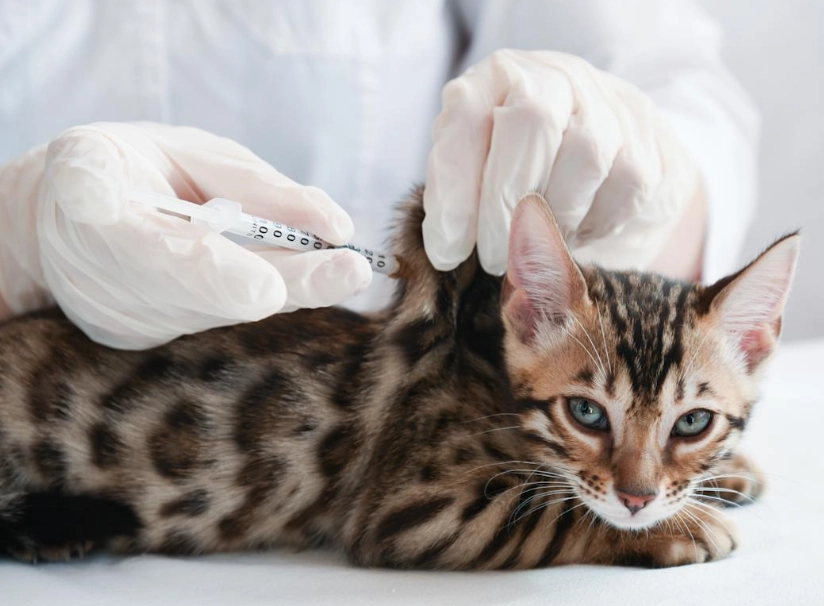 貓疫苗施打時間 貓疫苗施打時間