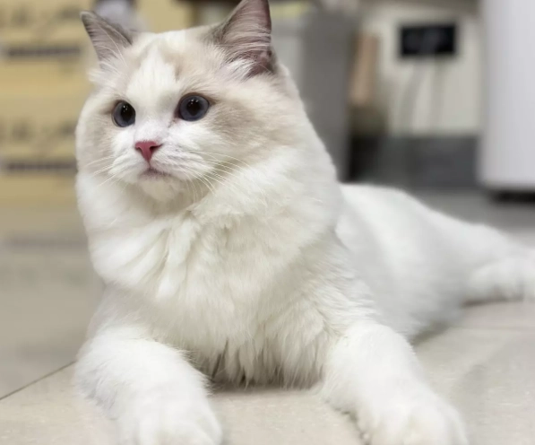 布偶貓 飼養 指南 布偶貓 飼養 指南
