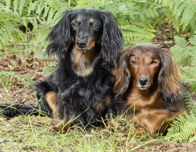 臘腸狗健康問題 臘腸狗健康問題