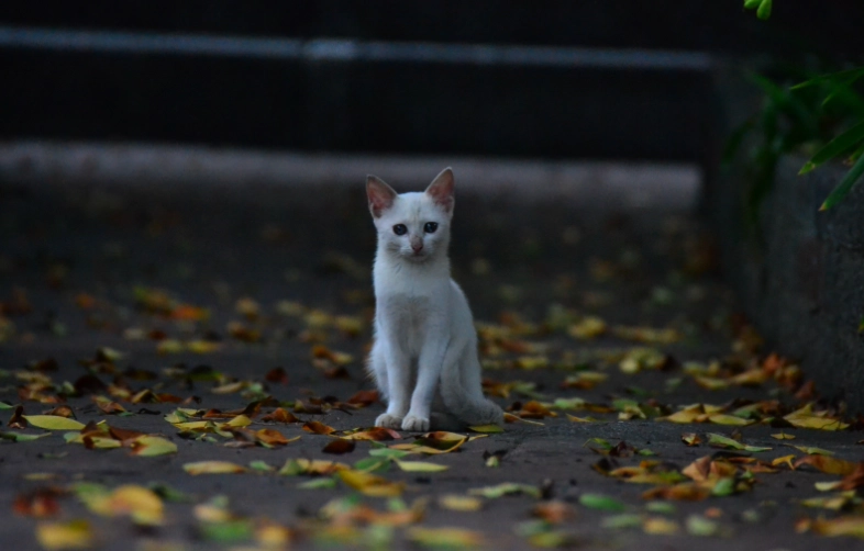 可愛動物保護法