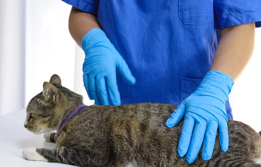 公貓結紮注意事項 公貓結紮注意事項