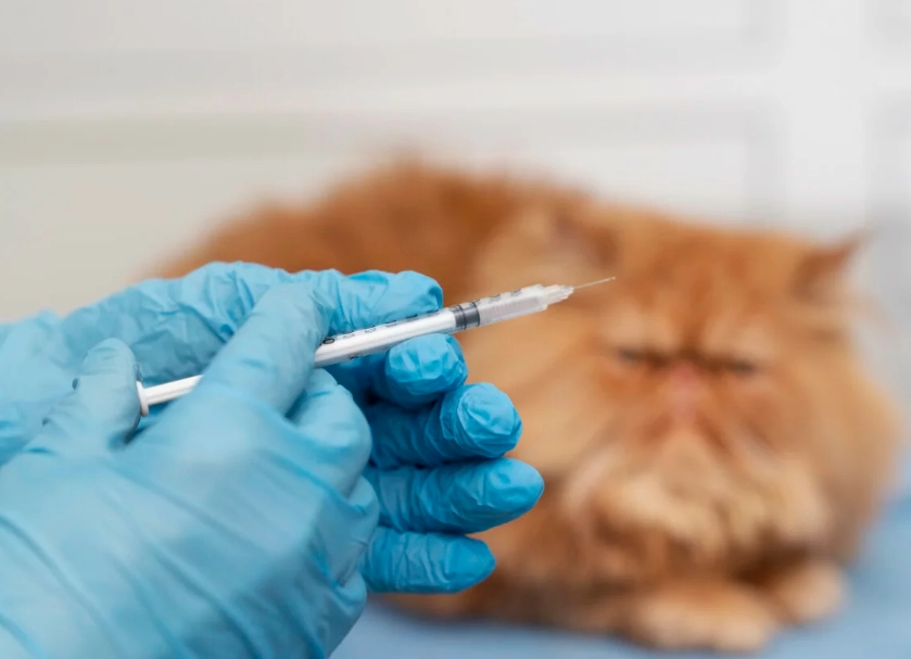 貓疫苗施打時間 貓疫苗施打時間