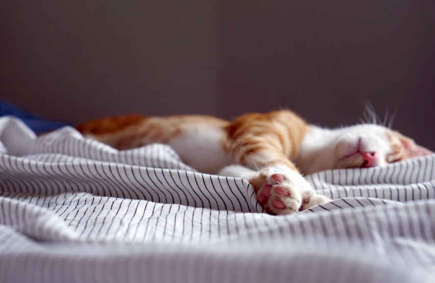 貓咪血尿 貓咪血尿