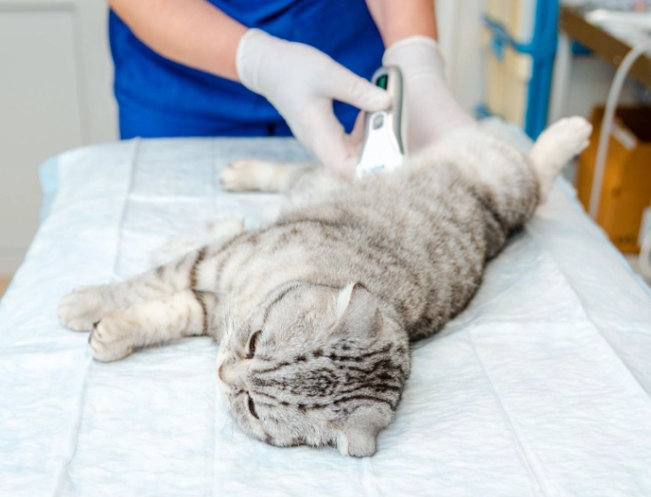 公貓結紮後飲食