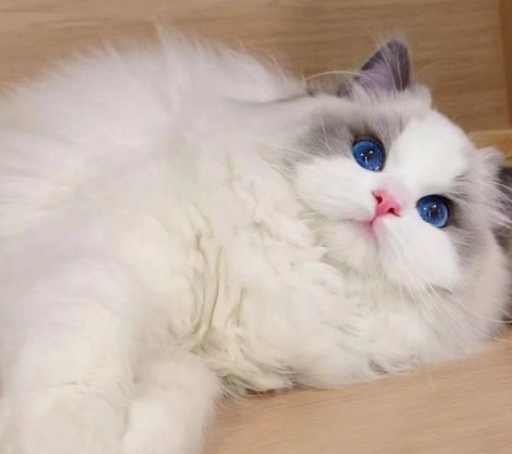 布偶貓 飼養 指南 布偶貓 飼養 指南