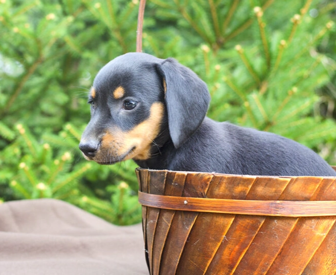 臘腸狗健康問題 臘腸狗健康問題