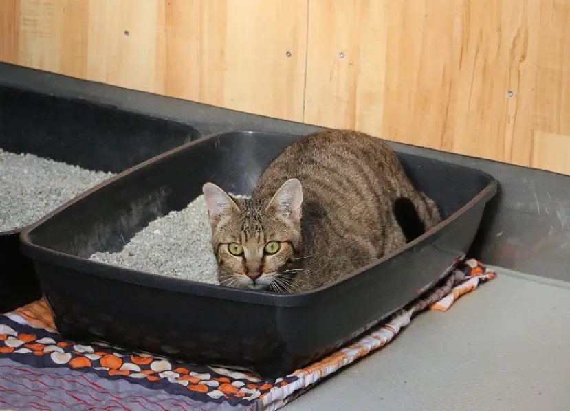 貓血尿顏色 貓血尿顏色