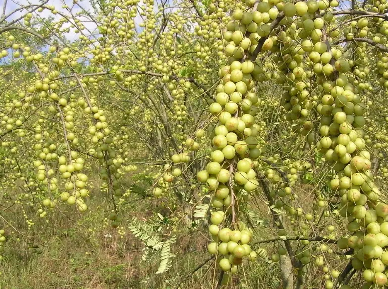 油甘樹修剪方法