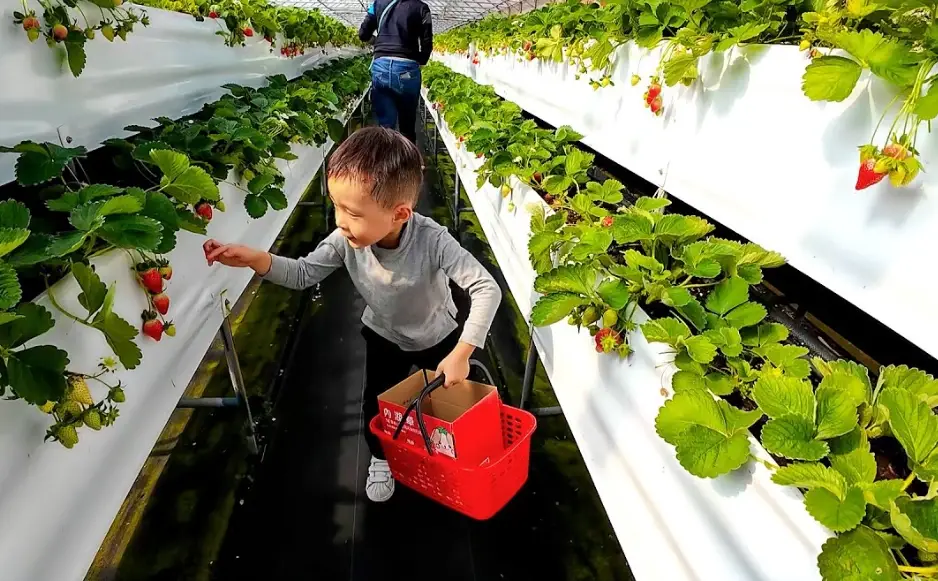 台北近郊採草莓
