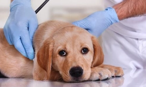 狗狗胰臟炎可以吃什麼