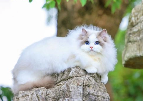 藍雙色 布偶貓 價格 藍雙色 布偶貓 價格