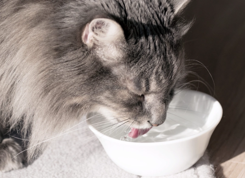 貓血尿顏色 貓血尿顏色