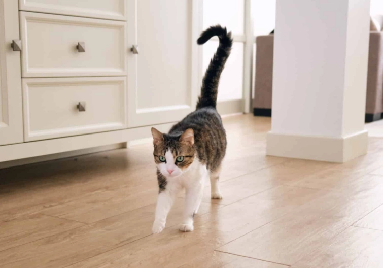 貓咪尾巴左右擺動意思