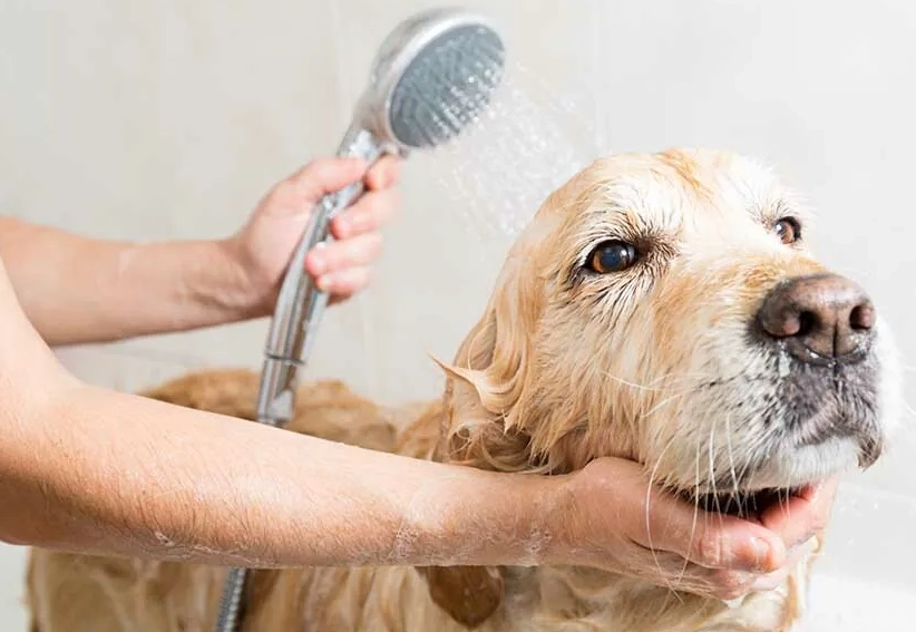 狗狗皮膚病藥浴