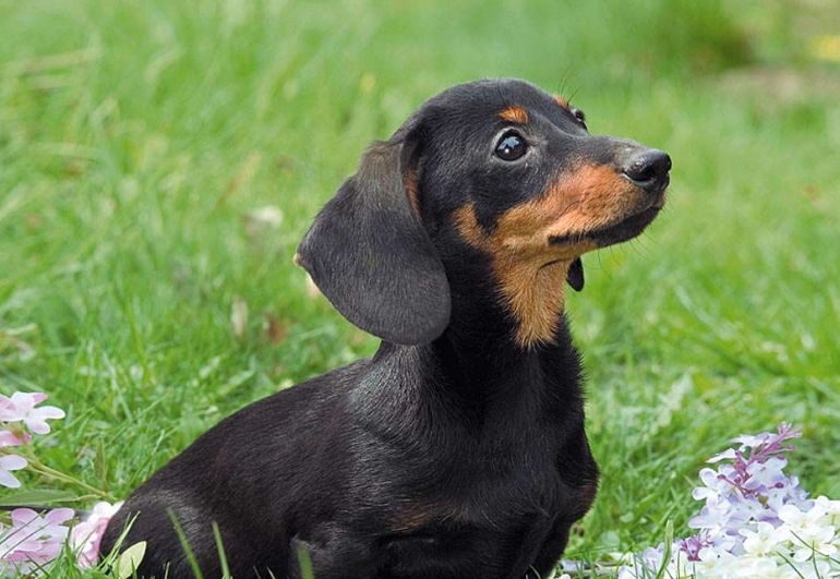 臘腸狗飼養注意事項 臘腸狗飼養注意事項