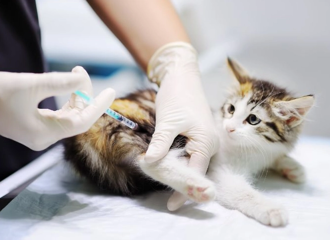 貓疫苗副作用 貓疫苗副作用