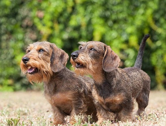 臘腸狗健康問題 臘腸狗健康問題