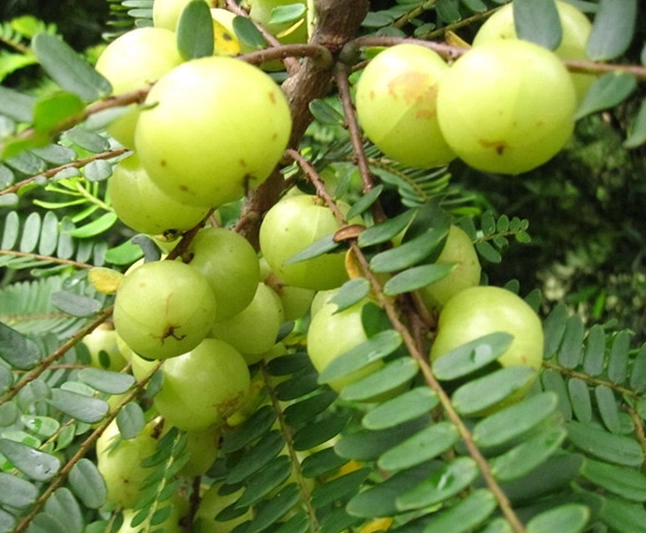 油甘樹修剪方法