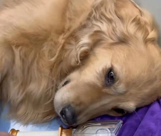 胰臟炎可以吃什麼