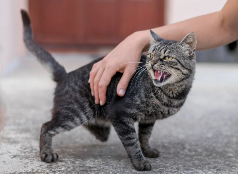 公貓結紮注意事項