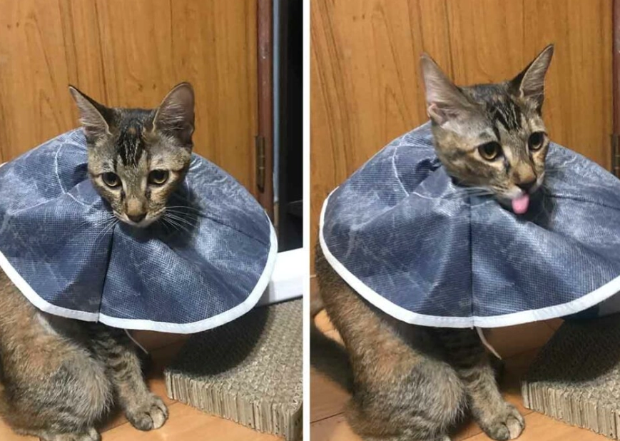 貓結紮風險 貓結紮風險