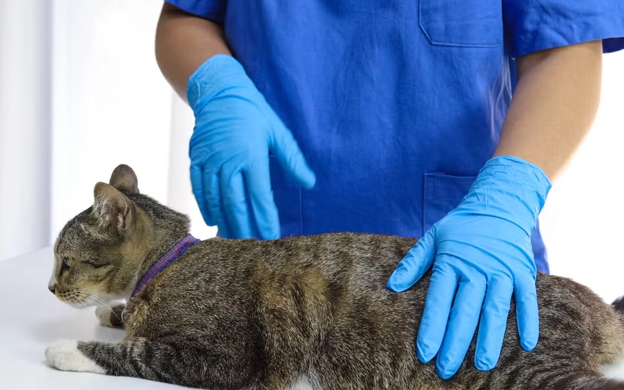 公貓結紮注意事項