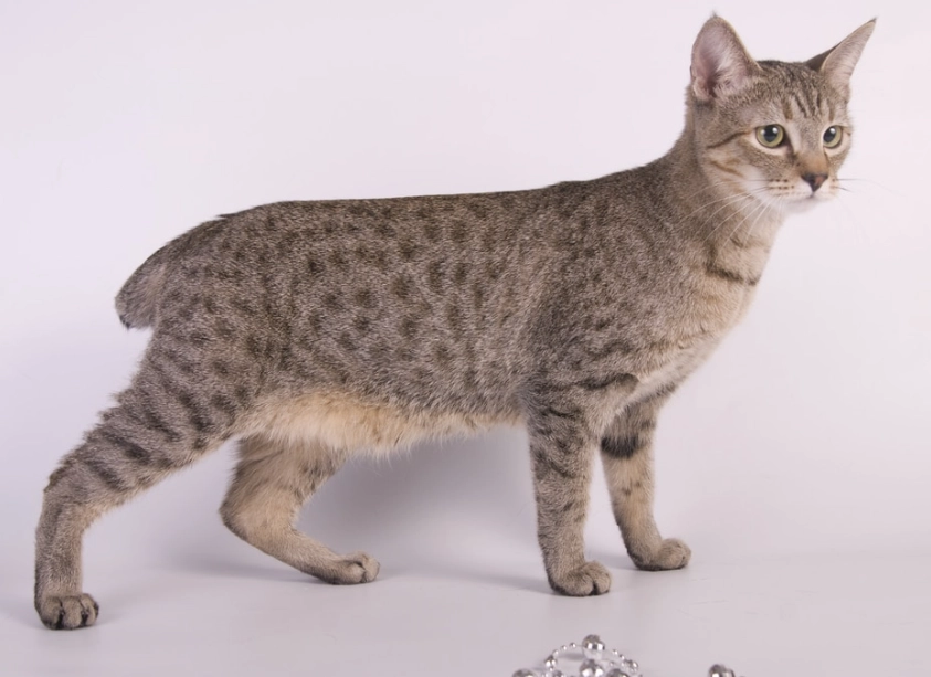 短尾貓好養嗎 短尾貓好養嗎