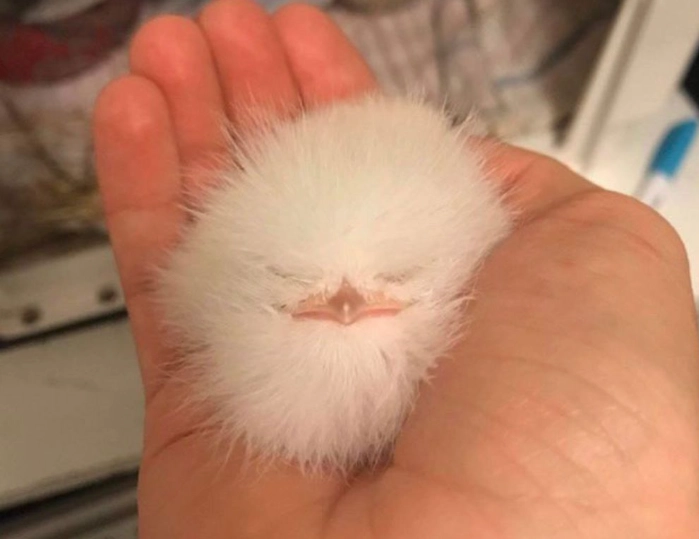 可愛動物 可愛動物