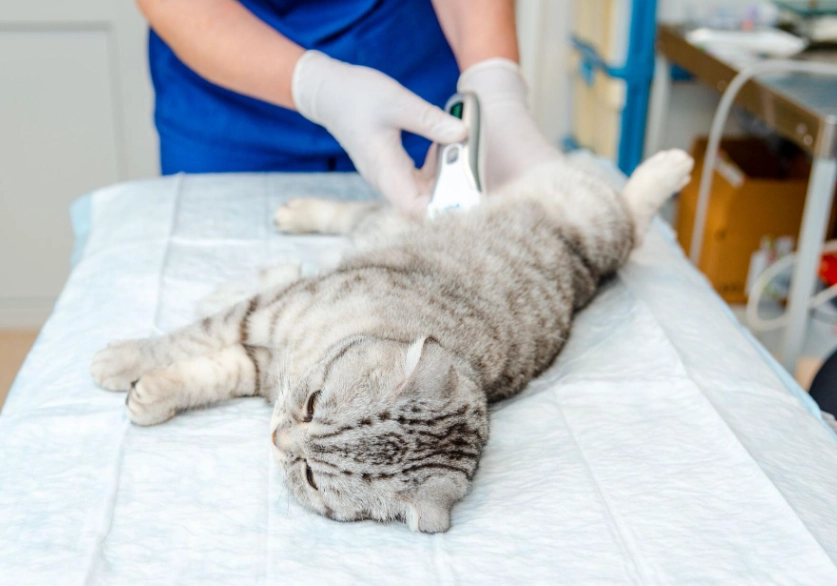 貓結紮風險 貓結紮風險