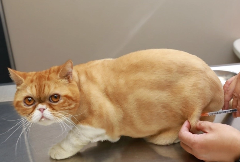 貓疫苗副作用 貓疫苗副作用