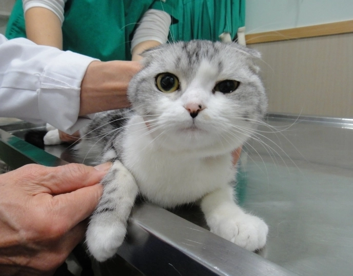 貓結紮風險 貓結紮風險