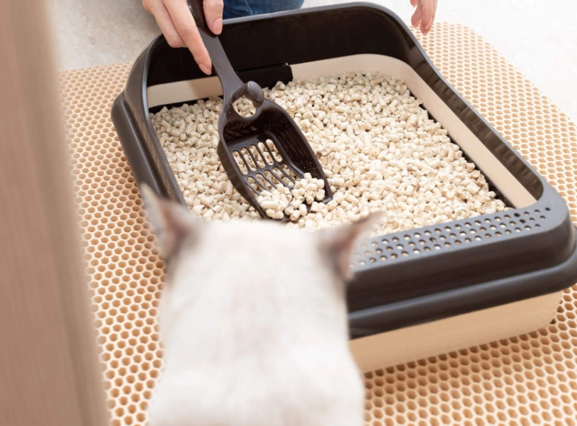 貓咪泌尿問題 貓咪泌尿問題