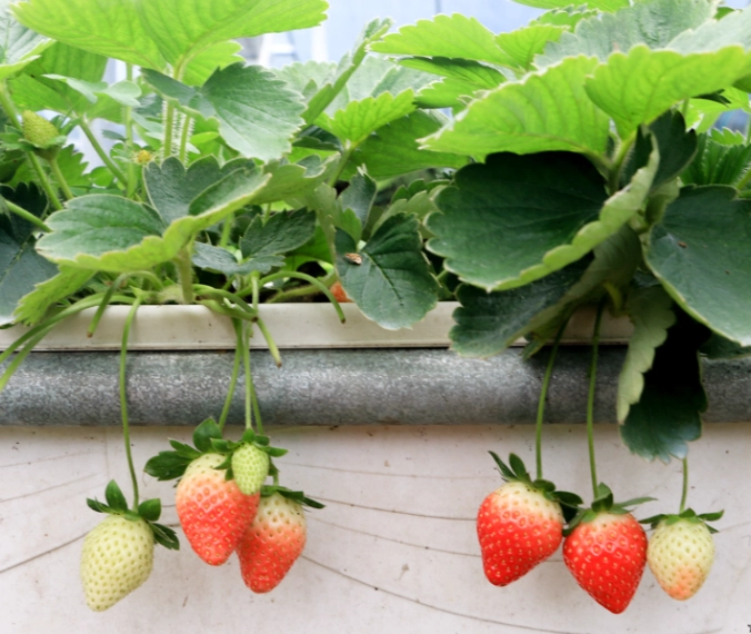 台北近郊採草莓