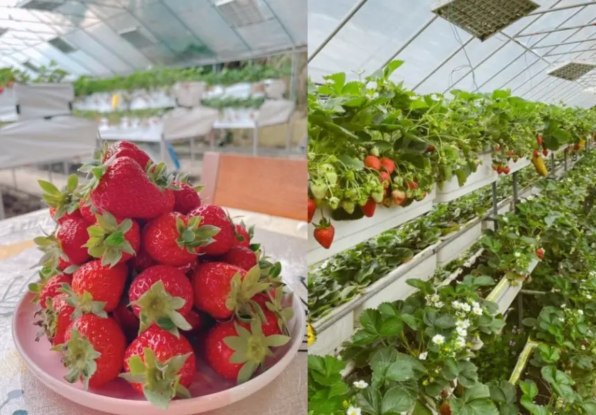 台北近郊採草莓