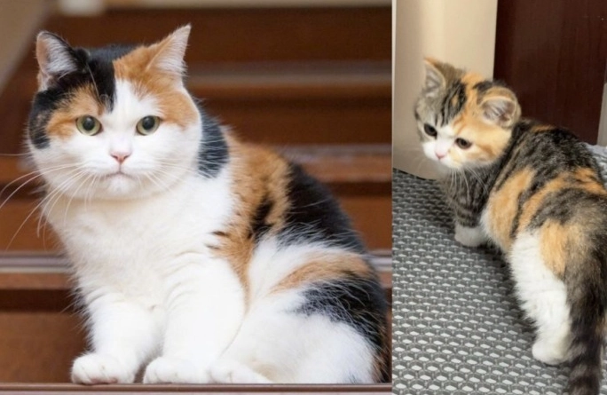 三花貓行為解析