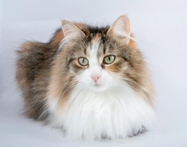 貓疫苗副作用 貓疫苗副作用