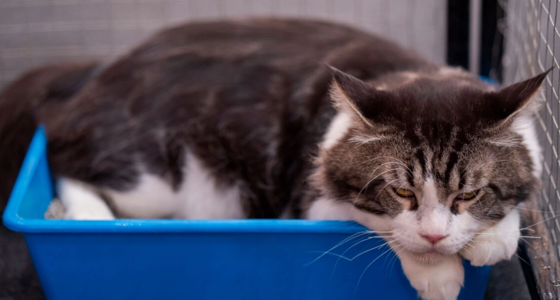 貓咪泌尿問題 貓咪泌尿問題