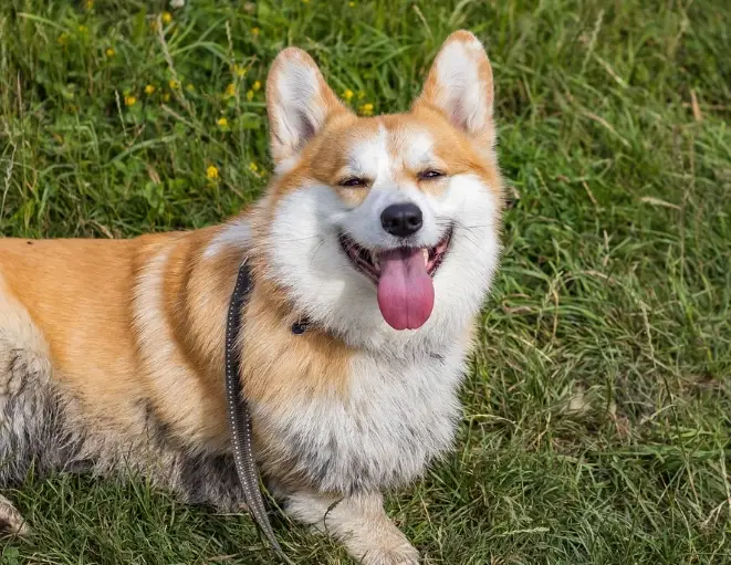 如何延長柯基壽命