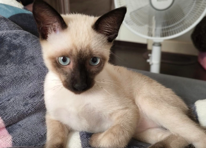 暹羅貓毛色變化