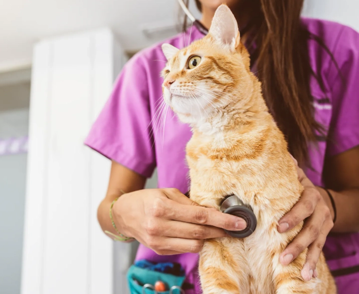 貓下泌尿道疾病費用