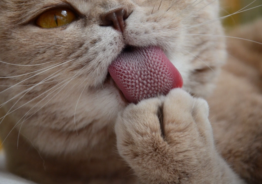 猫舌头收不回去原因 猫舌头收不回去原因