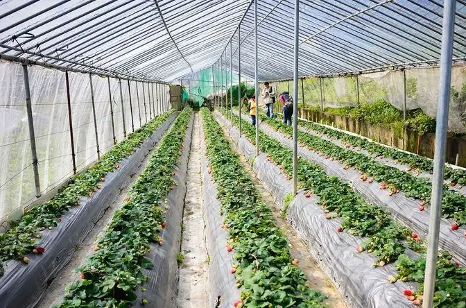 內湖採草莓 內湖採草莓