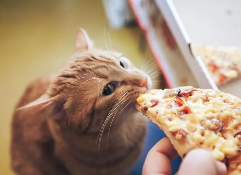 貓咪一餐吃幾克