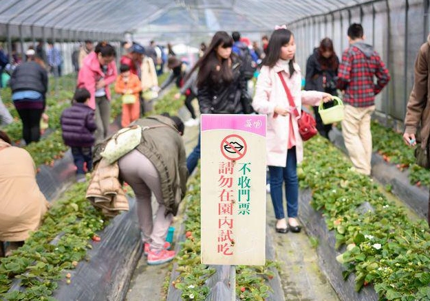 內湖採草莓 內湖採草莓