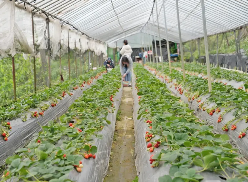 台北親子農場 台北親子農場